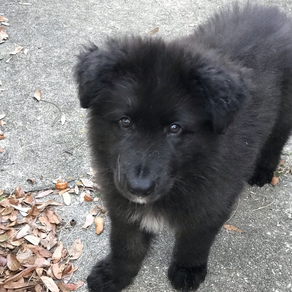 My baby Yogi